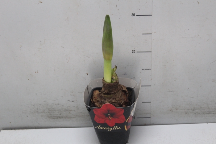 <h4>AMARYLLIS P14</h4>