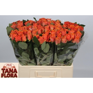 R GR ARANCIO@