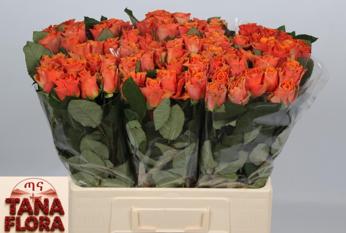<h4>R GR ARANCIO@</h4>