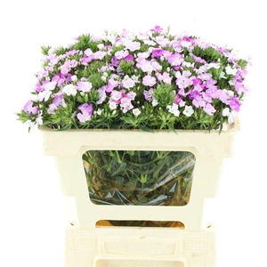 DI BARB AM LAVEN MAG