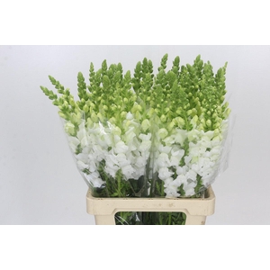 Antirrhinum Potomac Early White