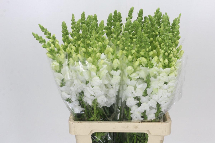 <h4>Antirrhinum Potomac Early White</h4>