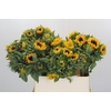 Helianthus Orange Fire