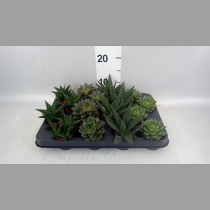 Succulents   ...mix 4