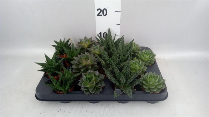 <h4>Succulents   ...mix 4</h4>