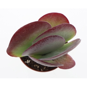 Kalanchoe NF thyrsiflora 'Red Lips'