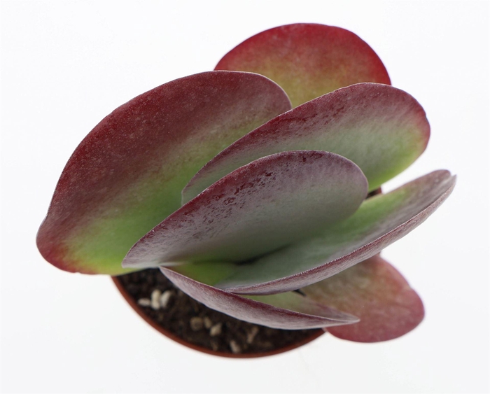 <h4>Kalanchoe NF thyrsiflora 'Red Lips'</h4>