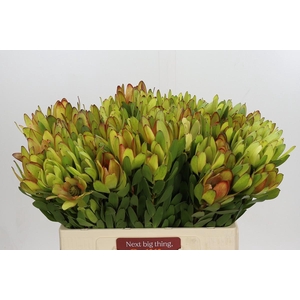 Leucadendron Goldstrike