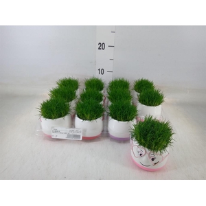 Arr.   Kamerplant Groen L%