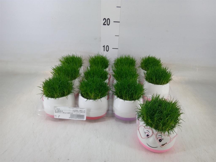 <h4>Arr.   Kamerplant Groen L%</h4>