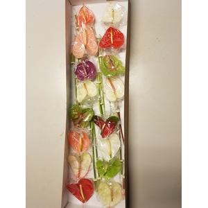 Anthurium mix Premium