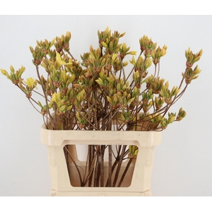 RHODO OV