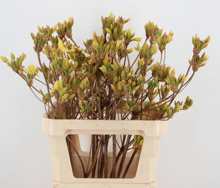 <h4>RHODO OV</h4>