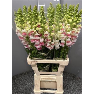 Antir Poto Appleblossom