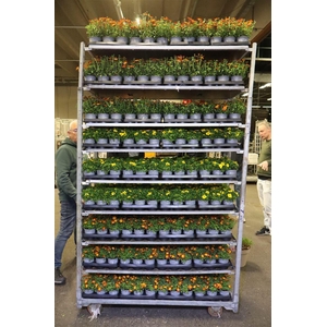 arr8 Bid Ov Mixk 1 Kleur Per Tray