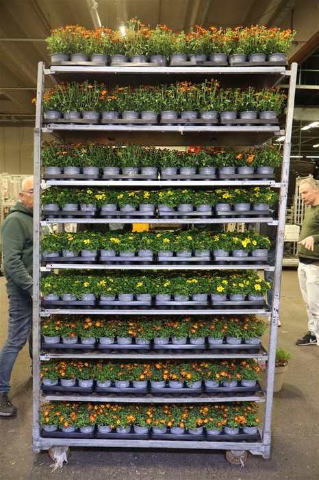 <h4>Bid Ov Mixk 1 Kleur Per Tray</h4>