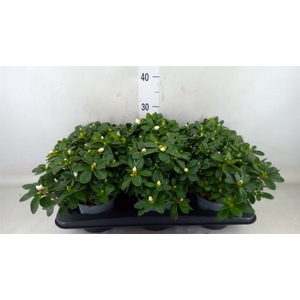 Rhododendron sim. 'Witte Vogel'