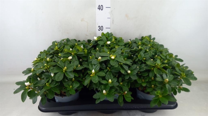 <h4>Rhododendron sim. 'Witte Vogel'</h4>