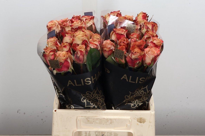 <h4>R Gr Cappuccino</h4>