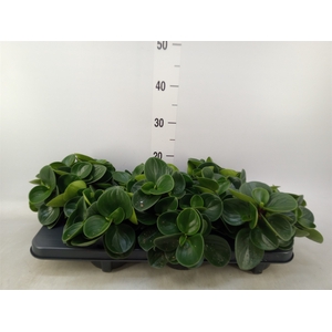 Peperomia obt. 'Red Canyon'