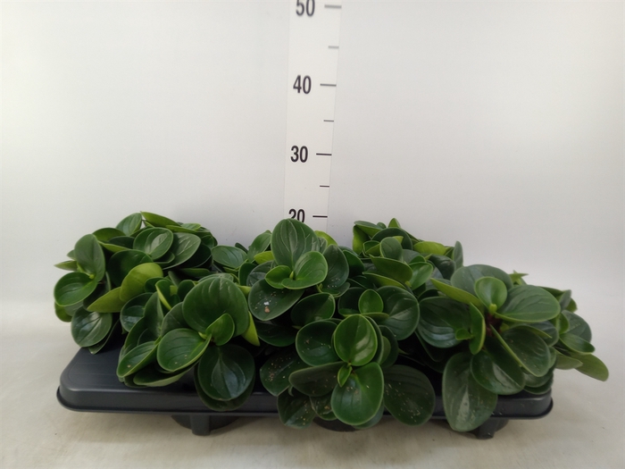 <h4>Peperomia obt. 'Red Canyon'</h4>