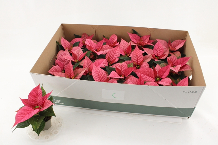 <h4>EUPHOR P CHR F PINK</h4>