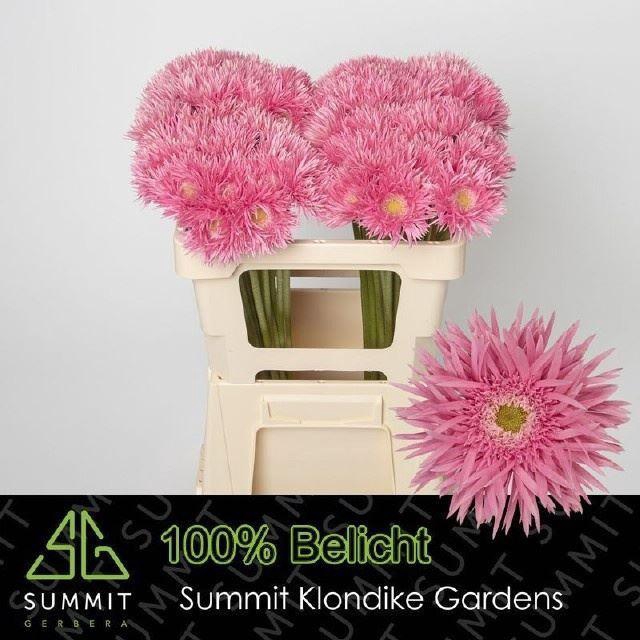 <h4>GERMINI FIREFLY</h4>