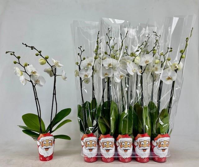 <h4>PHAL OV WIT</h4>