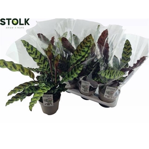 Calathea Lancifolia 14Ø 45cm