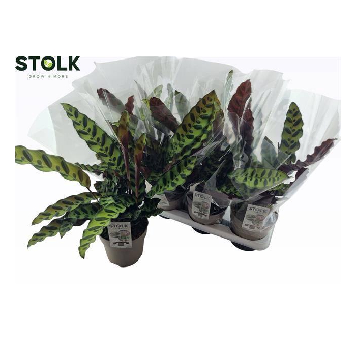 <h4>Calathea Lancifolia 14Ø 45cm</h4>