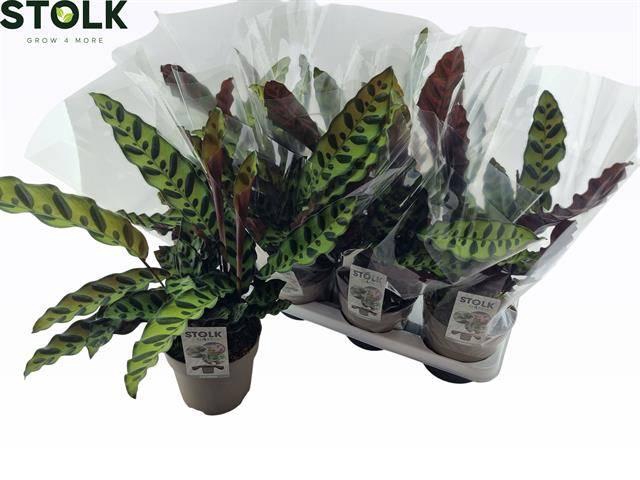 Calathea Lancifolia 14Ø 45cm