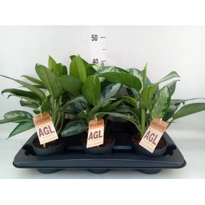 Aglaonema  'Jubilee'