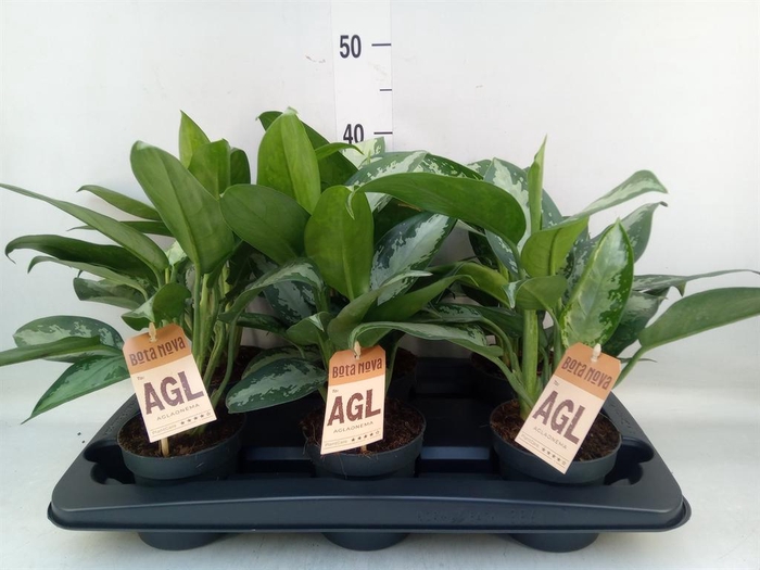 <h4>Aglaonema  'Jubilee'</h4>