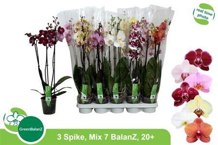 <h4>Phal Gem 7 Kl 3 Tak</h4>