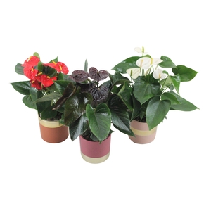 Anthurium Flamingomix 12cm in keramieken pot