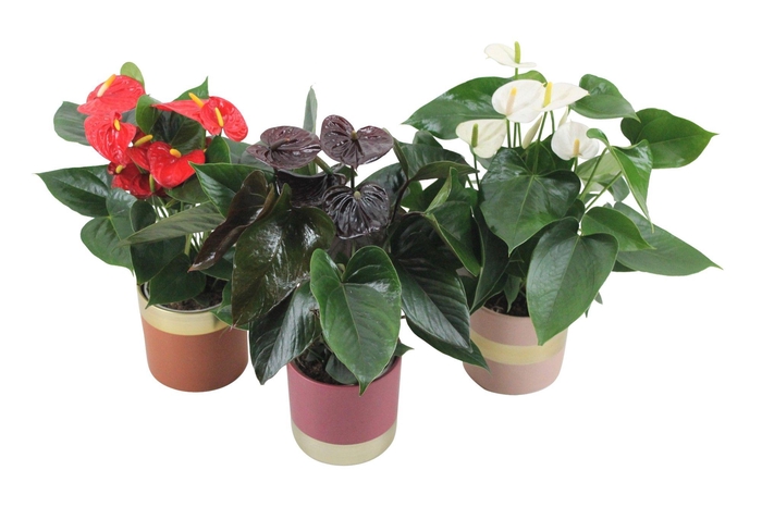 <h4>Anthurium Flamingomix 12cm in keramieken pot</h4>
