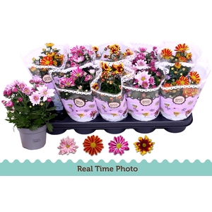 CHRYS GEM 2 KL BLOEM