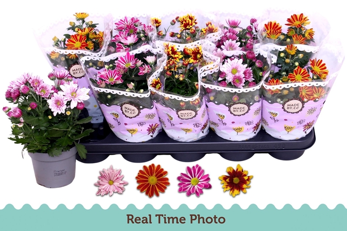 <h4>CHRYS GEM 2 KL BLOEM</h4>