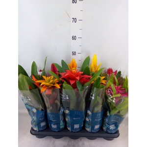 Bromelia   ...mix  6