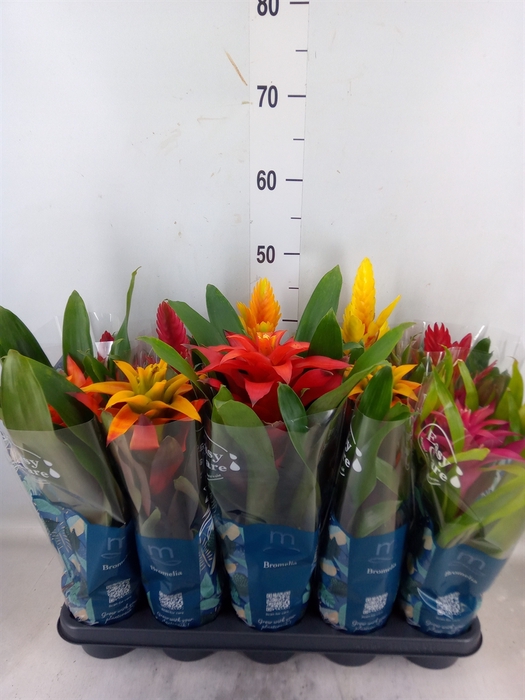 <h4>Bromelia   ...mix  6</h4>