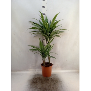 Dracaena fr de 'Warneckei'