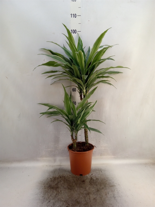 Dracaena fr de 'Warneckei'