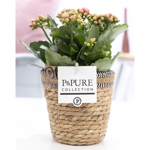 Kalanchoe pink in P&PURE Basket 6