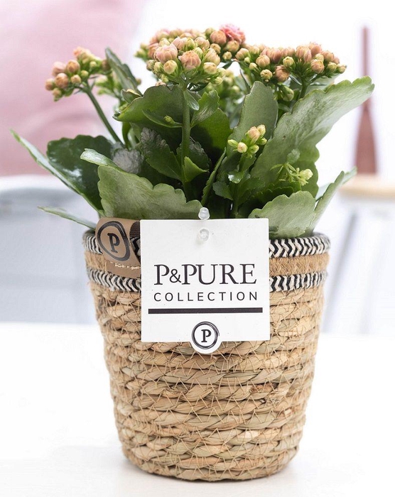 <h4>Kalanchoe pink in P&PURE Basket 6</h4>