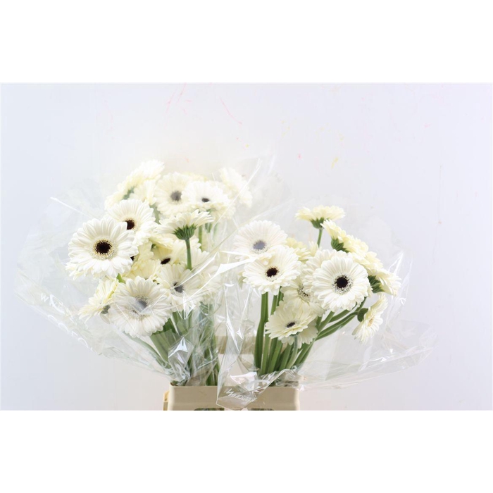 <h4>Ge Mi Lido Xxl</h4>