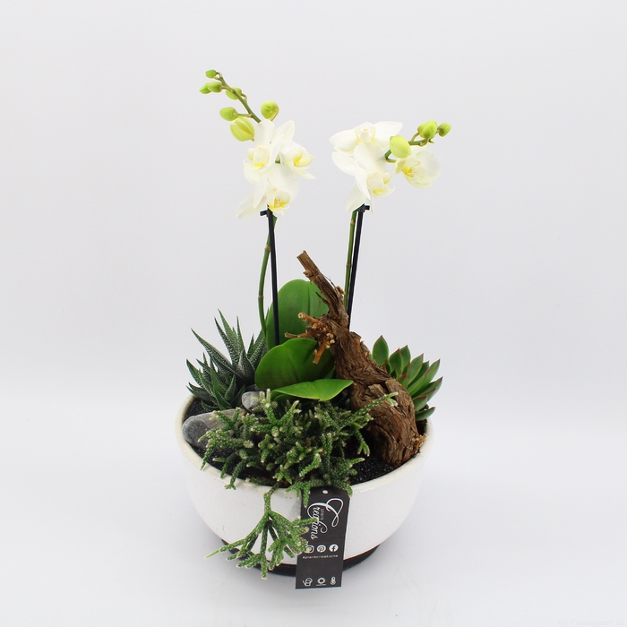 <h4>PHAL-2401 Phalaenopsis creatie</h4>