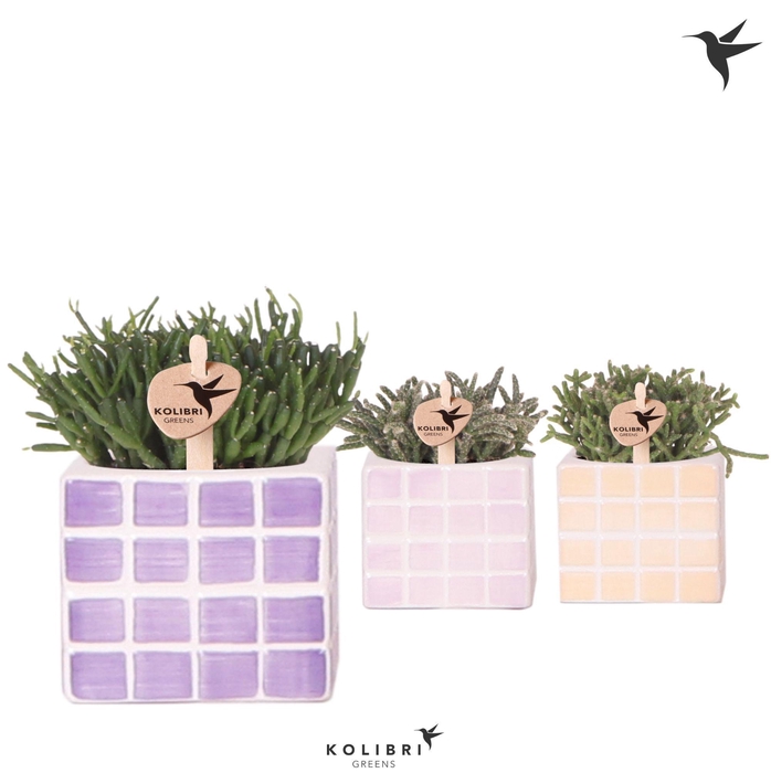 <h4>Kolibri Greens Rhipsalis mix in Mosa pot pink mix</h4>