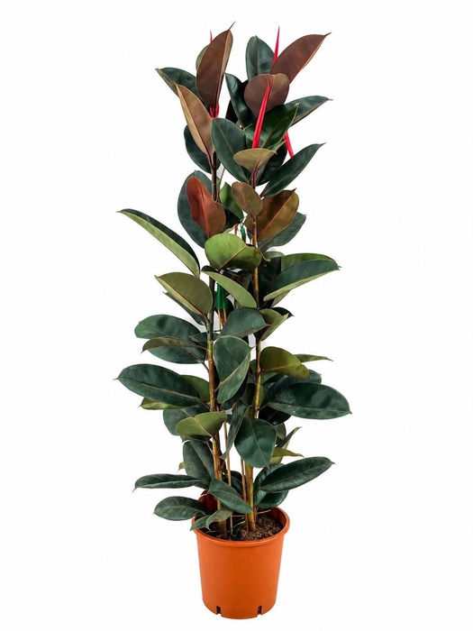 <h4>Ficus abidjan</h4>