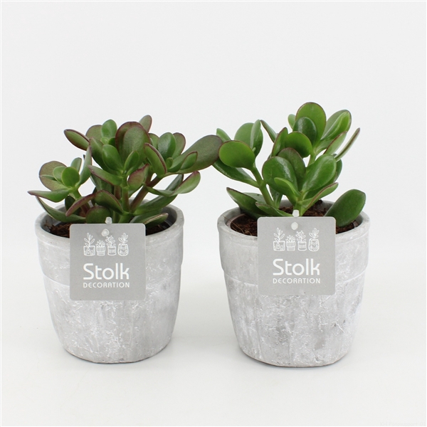 <h4>Crassula Ovata in Stone Look pot</h4>