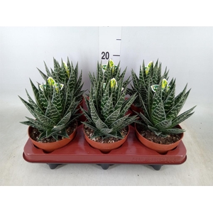 Aloe aristata 'Tiki Tahi'